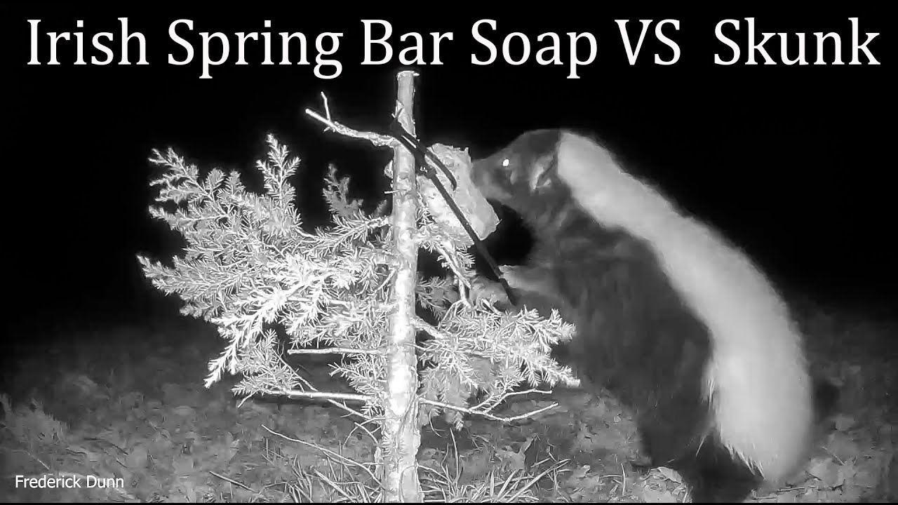 Irish Spring Soap to Deter Skunks An Effective Natural Solution