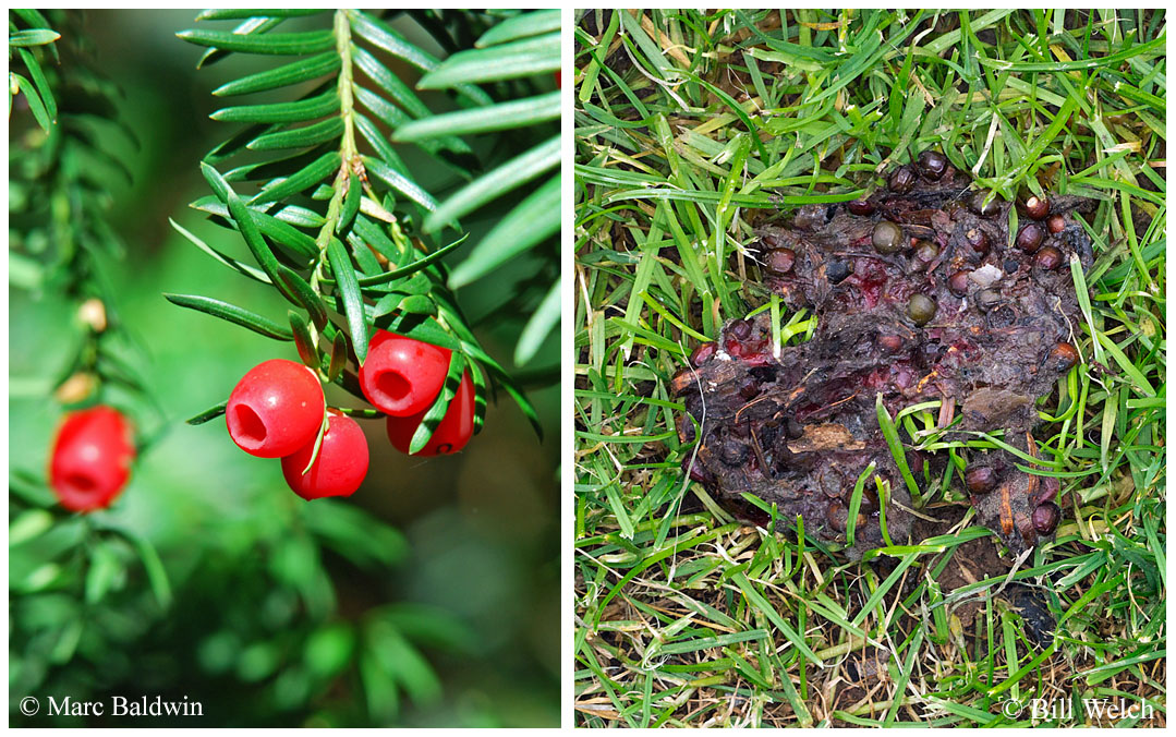 Do Foxes Eat Plants? Discover the Surprising Truth