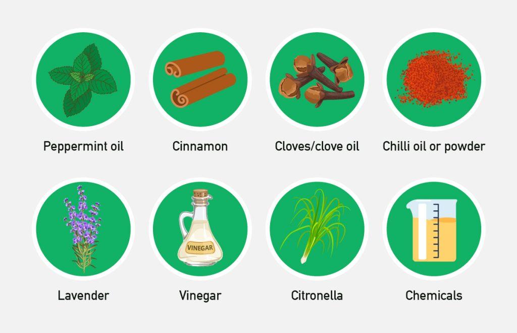 What Smell Mice Hate Discover Effective Repellents