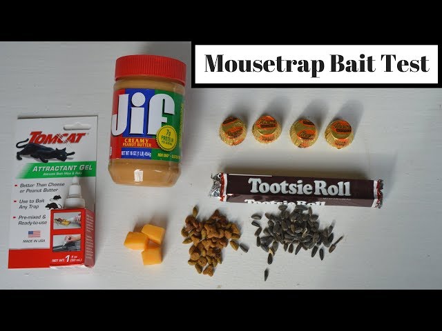 Best Mice Trap Bait Ultimate Guide for Effective Results