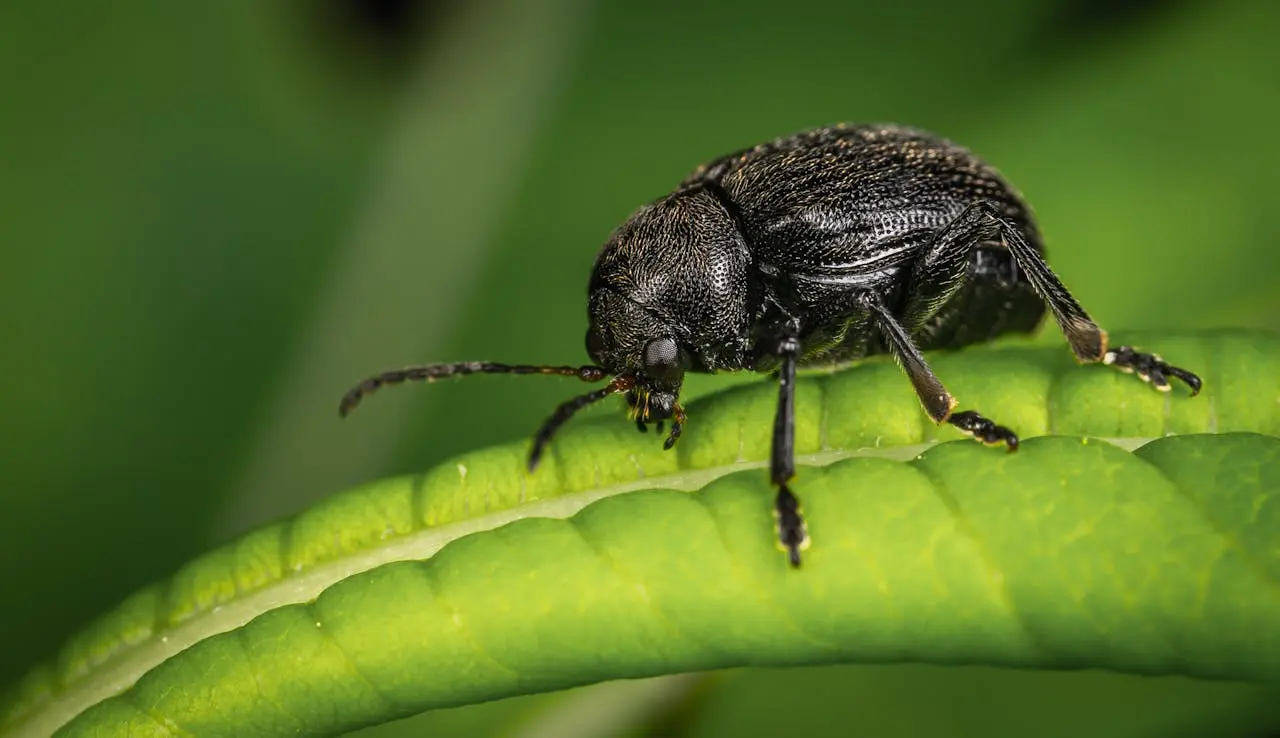 How to Get Rid of Willow Leaf Beetle Effective Strategies for Protecting Your Trees