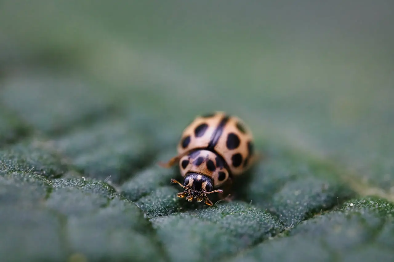 How to Get Rid of Bean Leaf Beetle 4 Best Guide