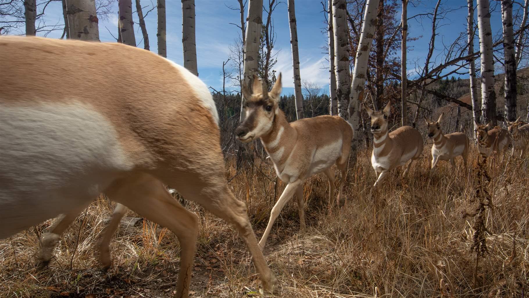 What Animals Do Deer Eat? Discover Their Omnivorous Tendencies!