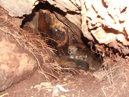 Where Do Coyotes Sleep? Uncovering Their Hidden Dens