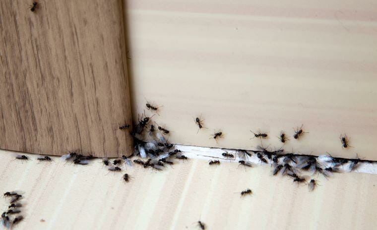 How To Get Rid Of Ants In Your Bedroom The Full Guide