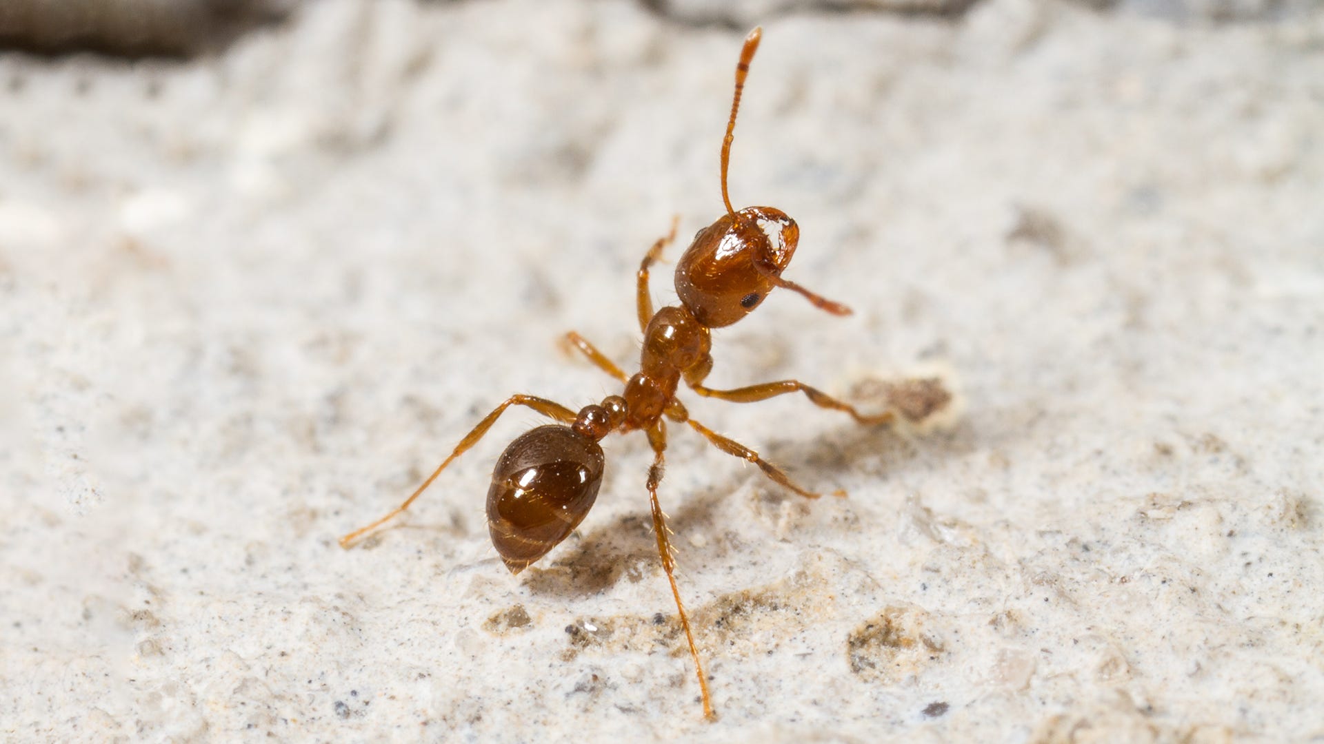 Where Do Ants Go In The Winter & How Do They Survive?