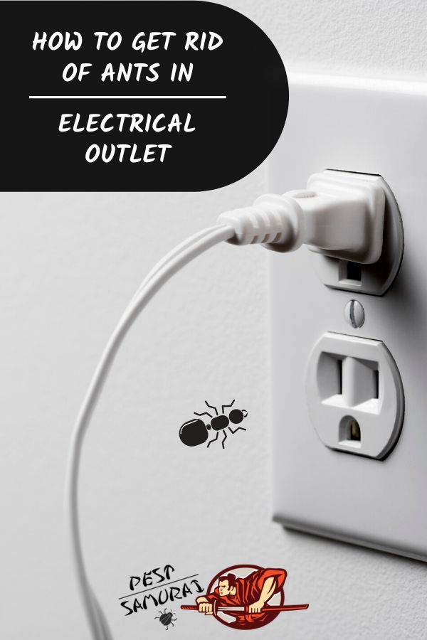 How To Get Rid Of Ants In Electrical Outlets (Quickly)