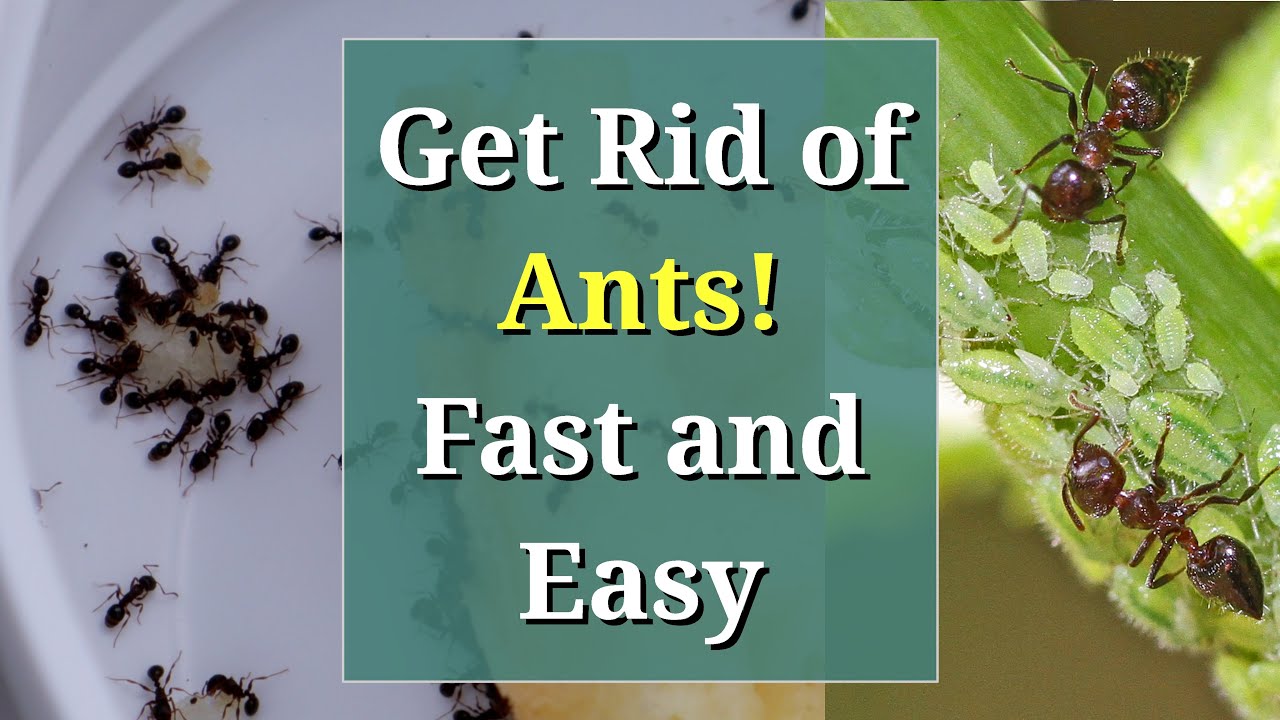 How To Get Rid Of Ants In Your Lawn & Yard (Naturally)