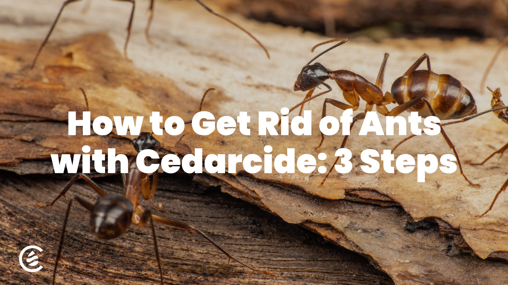 How To Get Rid Of Ants In Your Mailbox A Simple Guide