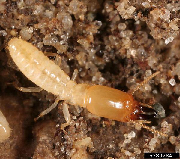 Do Termites Come Out at Night? Unveiling the Nocturnal Habits of Termites