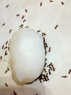 How To Kill Ants With Borax (Plus Powerful Recipes)
