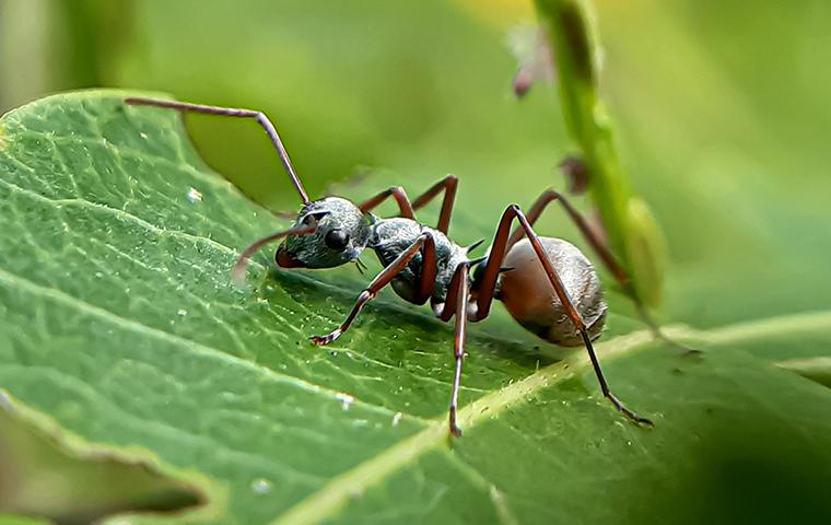 How To Get Rid Of Crazy Ants The Complete Guide