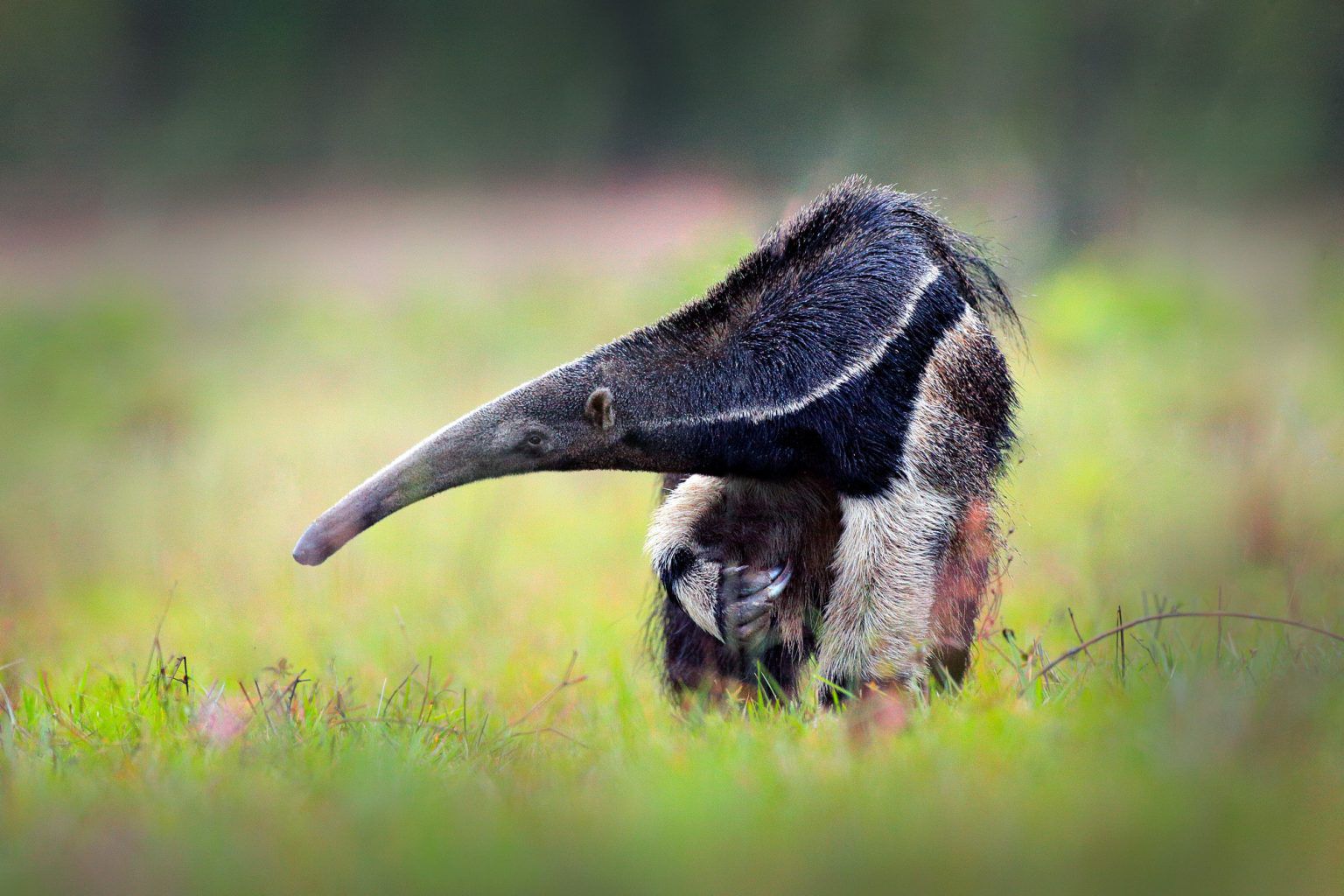 What Eats Ants? Natural Predator List (Bugs & Animals)