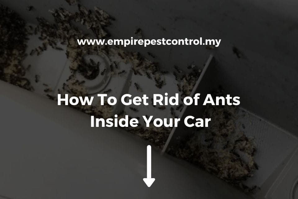 How To Get Rid Of Ants In Your Car The Full Guide