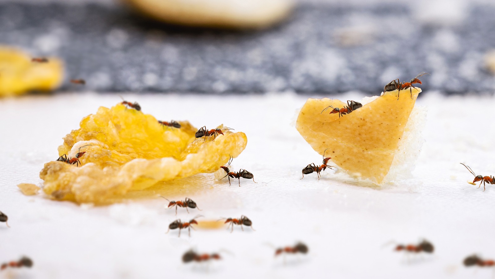How To Get Rid Of Grease Ants (The Simple Way)