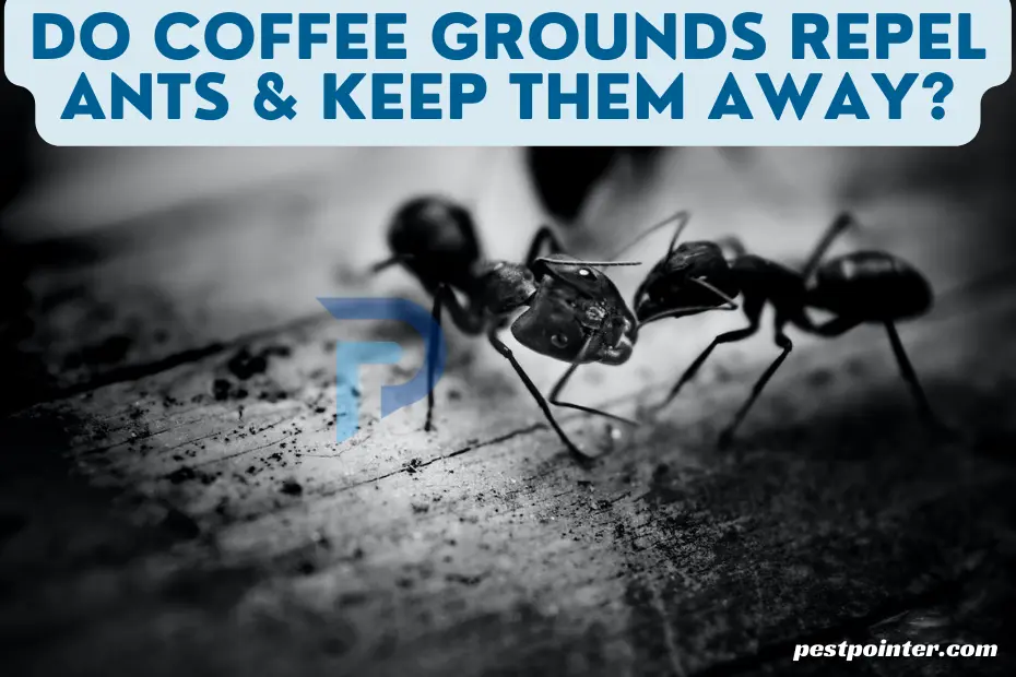 Do Coffee Grounds Repel Ants & Keep Them Away?