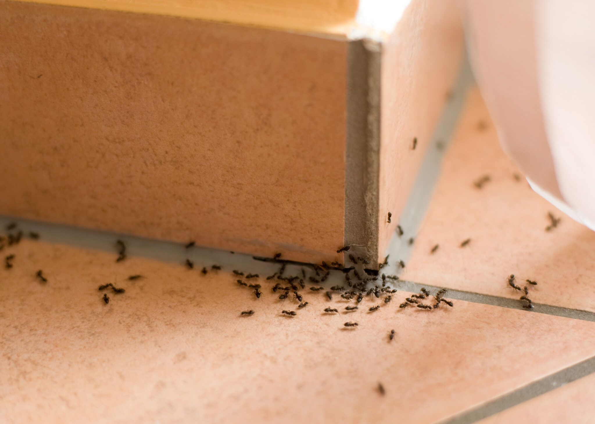 Does Baking Soda Kill Ants? Only If You Use It Right
