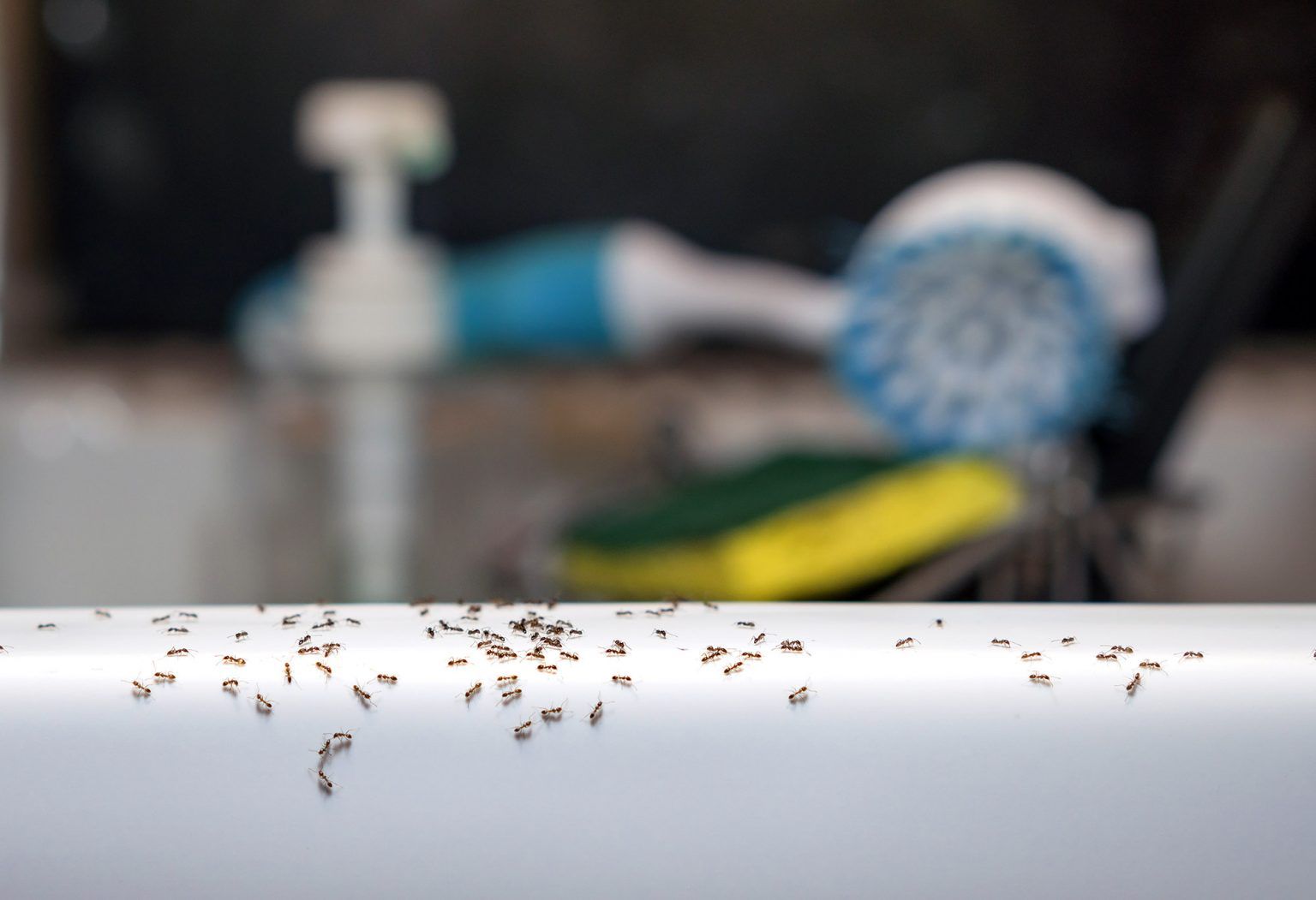 How To Get Rid Of Ants Around Your Kitchen Sink (Easy)