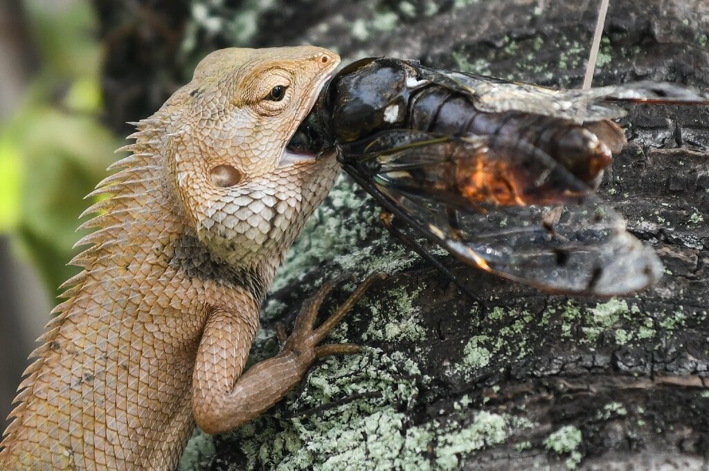 What Animals Eat Lizards  Revealing the Predators