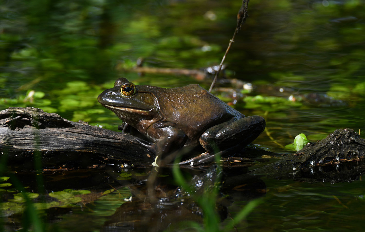 Can Frog Pee Hurt You? Debunking Amphibian Myths