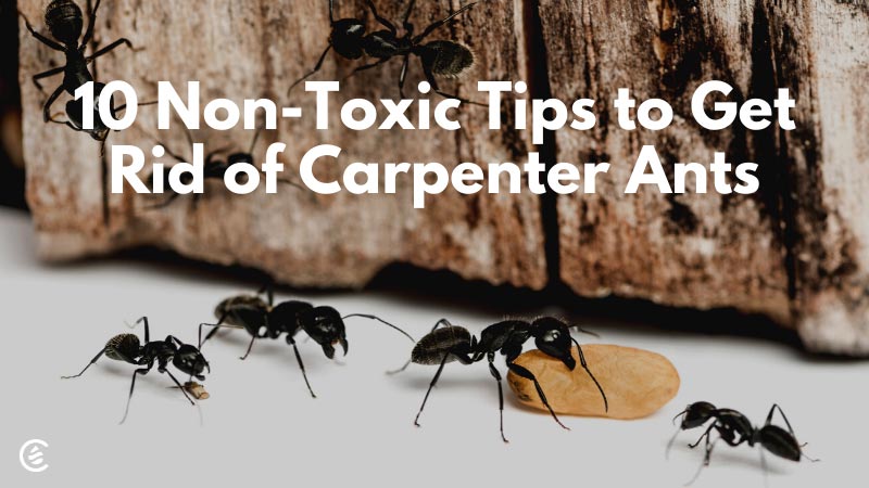 How To Get Rid Of Carpenter Ants In A Tree (Hassle-Free)
