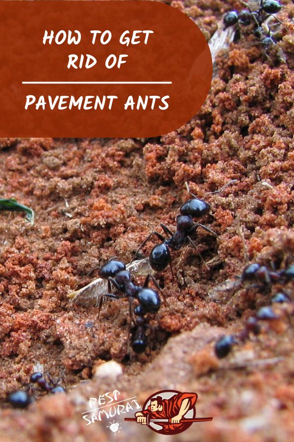 How To Get Rid Of Pavement Ants The Complete Guide