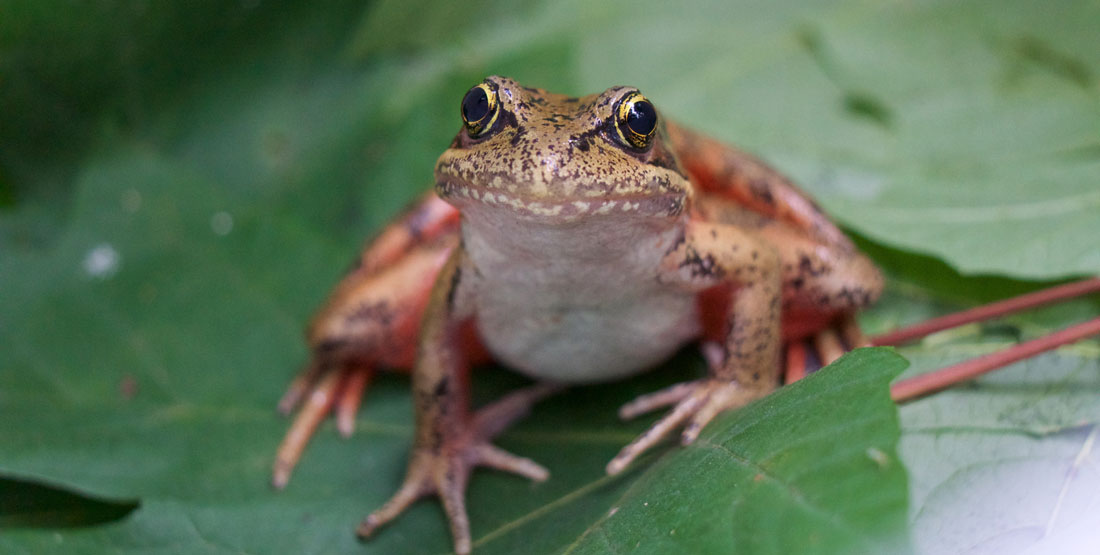 Can Frog Pee Give You Warts Myth or Fact?