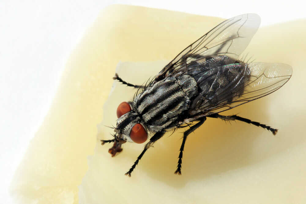 Smells & Scents That Flies Hate + How To Repel Them