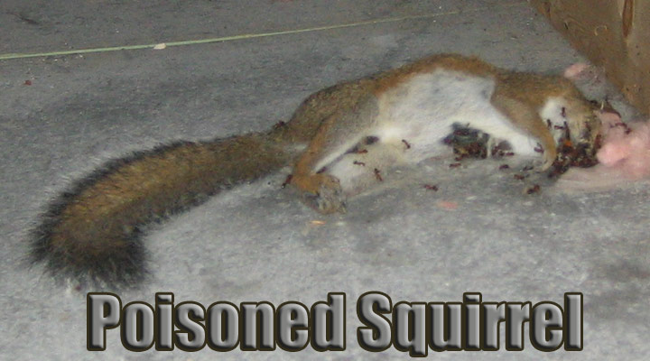 Will Rat Poison Kill Squirrels & Should You Use It?