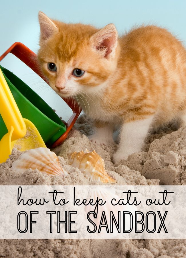 How To Keep Bugs Out Of Your Sandbox 8 Simple Methods