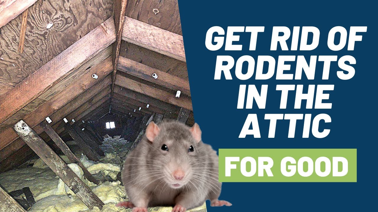 How To Get Rid Of Rats In The Attic (The Simple Way)
