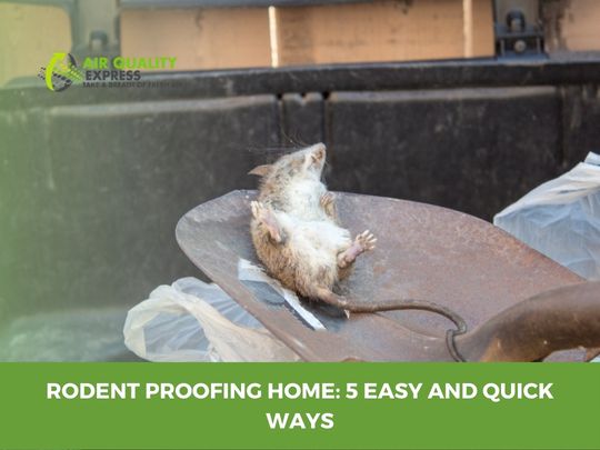 How Do You Know If Rats Are Gone? 5 Simple Steps