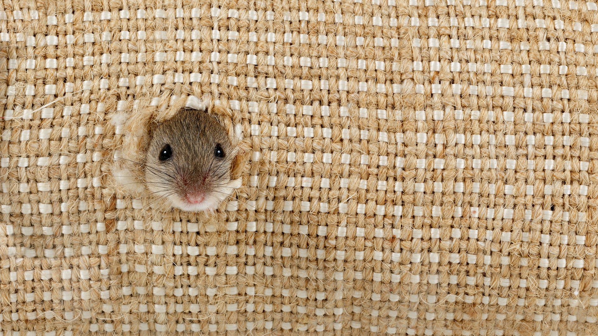 Do Rats Have Bones & How Do They Fit In Small Openings?