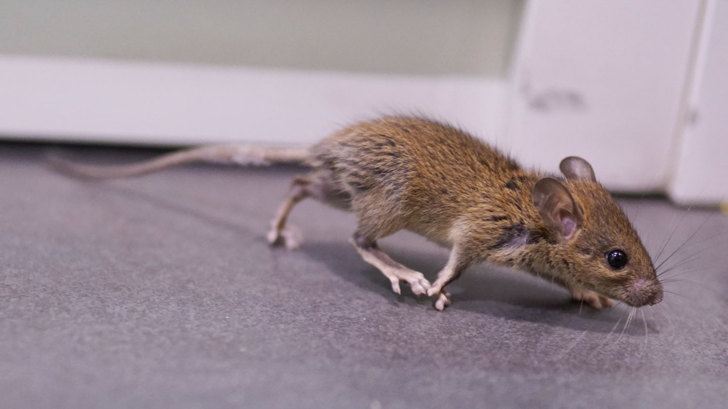 Can Mice Cry? The Hidden Emotions of Mice