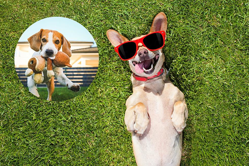 What Smells Attract Bears Unleashing the Power of Scents