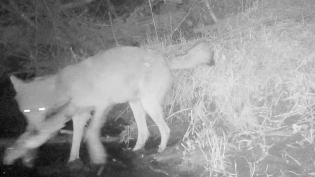 Do Foxes Eat Beavers? Learn the Truth Here!