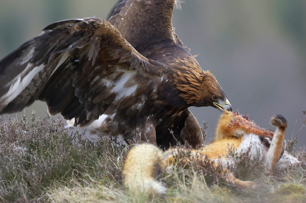 Do Foxes Eat Eagles? Surprising Predators Unveiled!