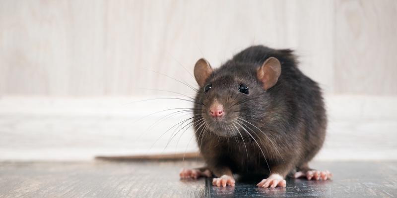 Do Mice Hate the Smell of Lemon? Find Out the Truth!