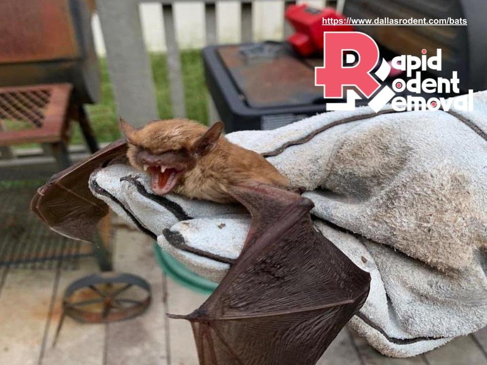 Why Do Mice Sound So Loud? Unveiling the Mystery of Mouse Noises