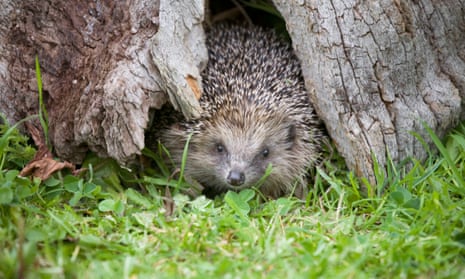 Do Foxes Eat Hedgehogs Unveiling the Predatory Relationship