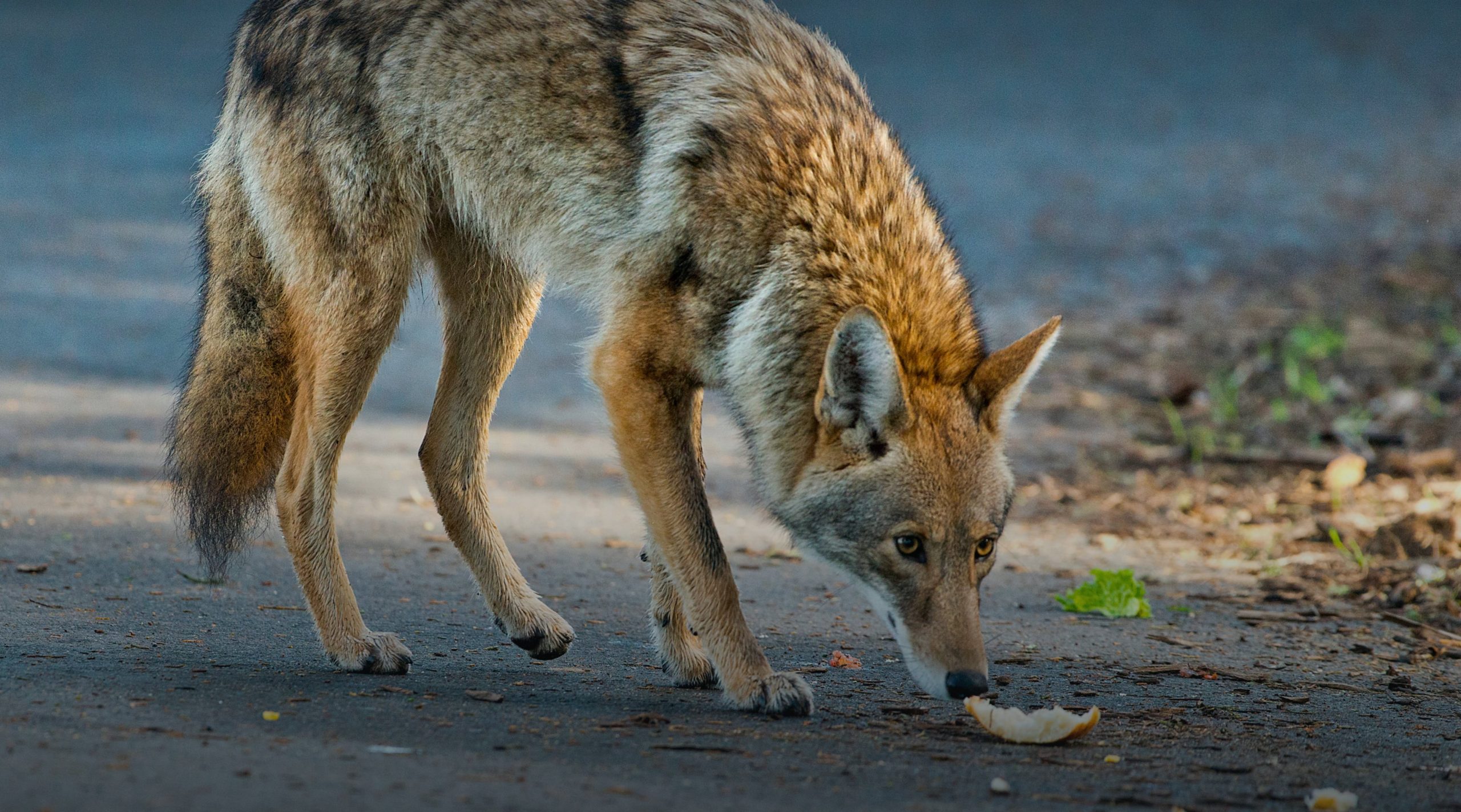 Do Foxes Eat Hawks? Find Out the Surprising Truth!