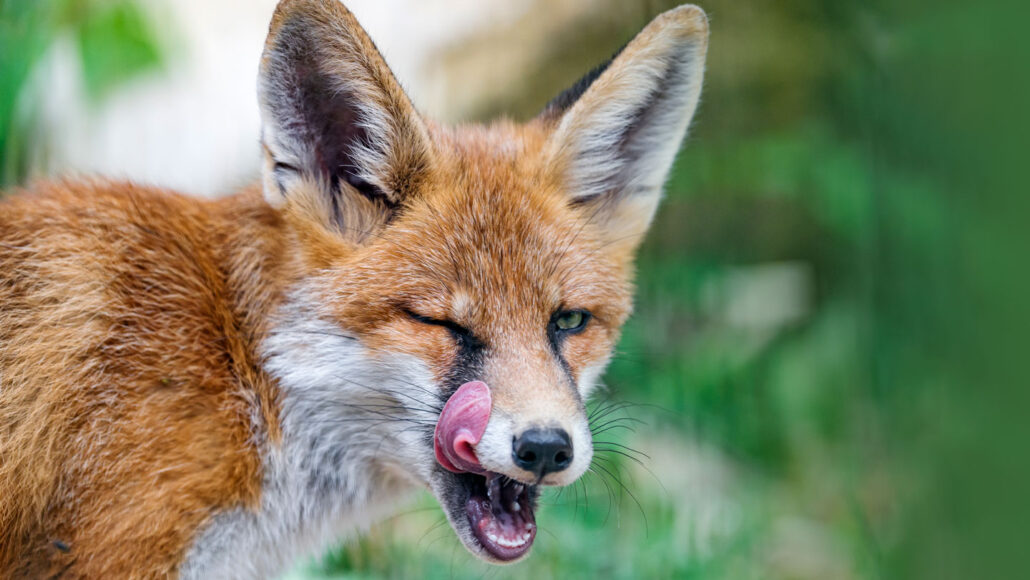 Do Foxes Eat Flowers? Find Out the Surprising Truth