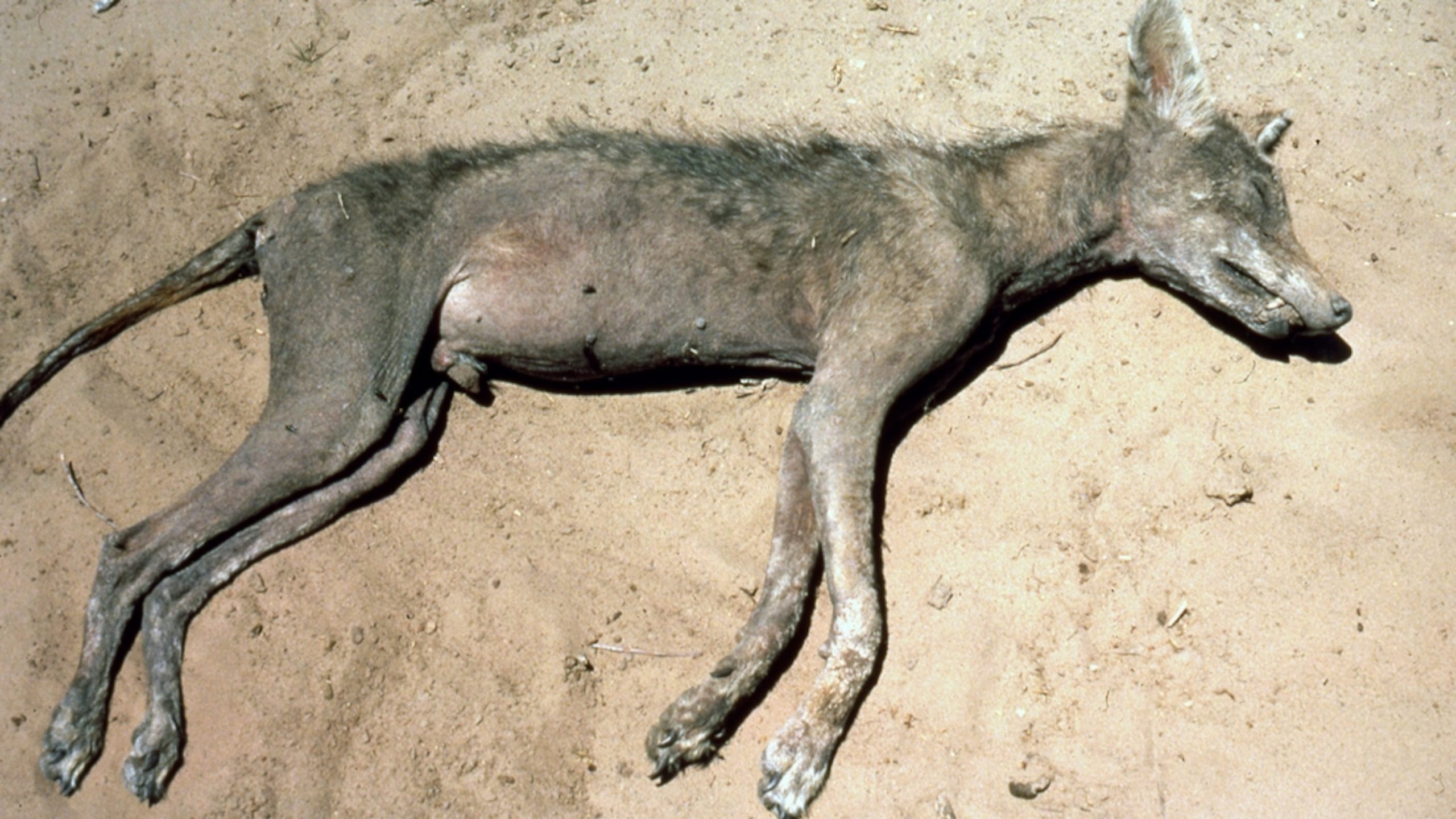 Do Foxes Eat Cats? Unveiling the Myth and Reality