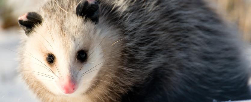 Do Foxes Eat Possums? Discover the Ultimate Guide!