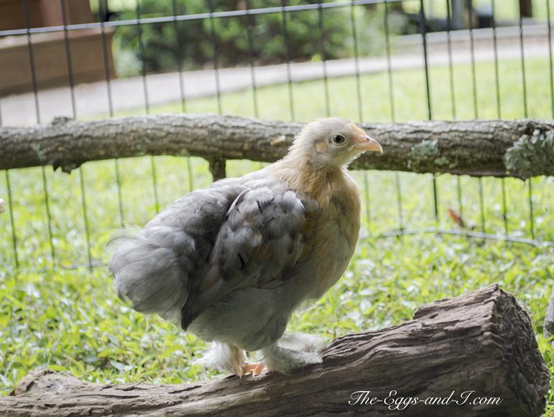 Do Foxes Eat Chicken Eggs? Find Out Now!