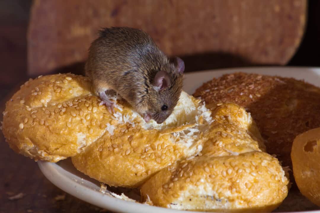 7 Ways Mice Got Into Your House (And How To Get Them Out)