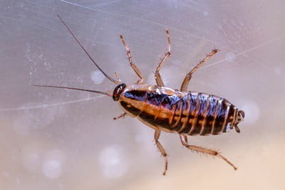 How Do Cockroaches Protect Themselves from Enemies?