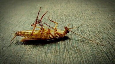 How To Dispose of Dead Cockroaches