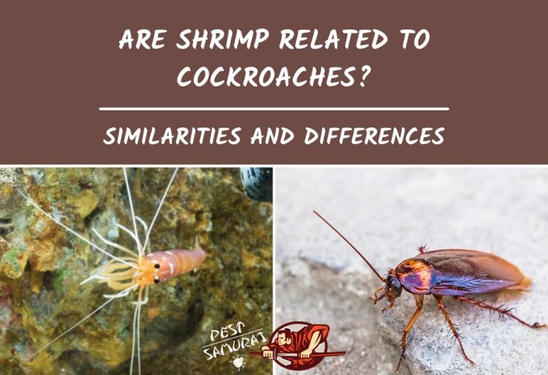 Are Cockroaches Related To Prawns? (Similarities Vs. Differences)