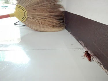 Will Cockroaches Live in An Empty House?